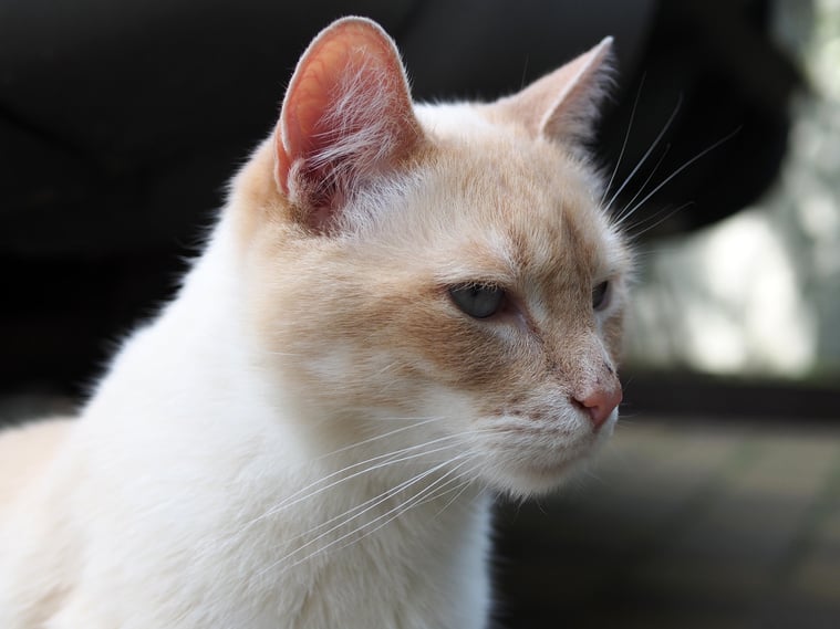 Cat, profile picture, close - up.